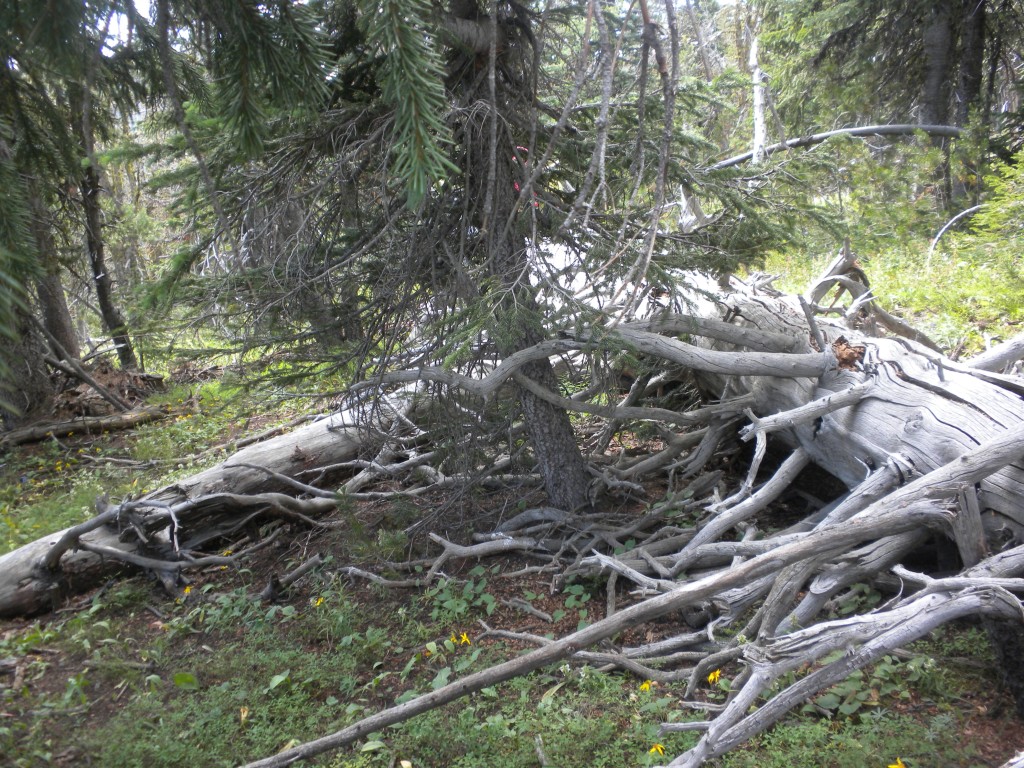 Tree Obstacles