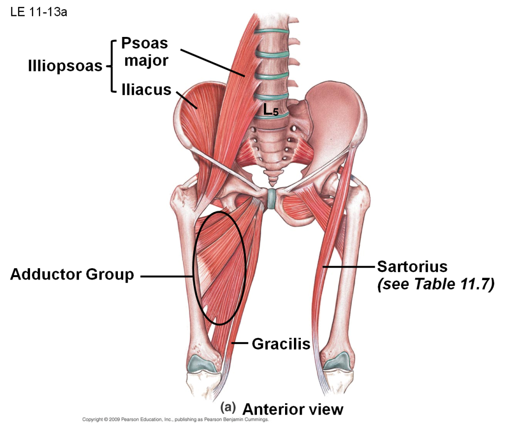 Psoas Connection