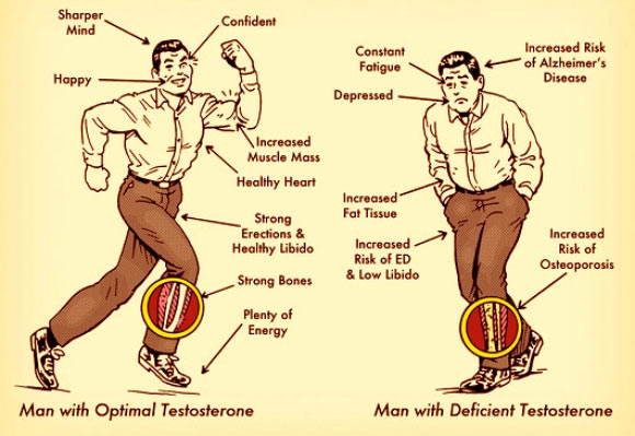 Importance of Testosterone